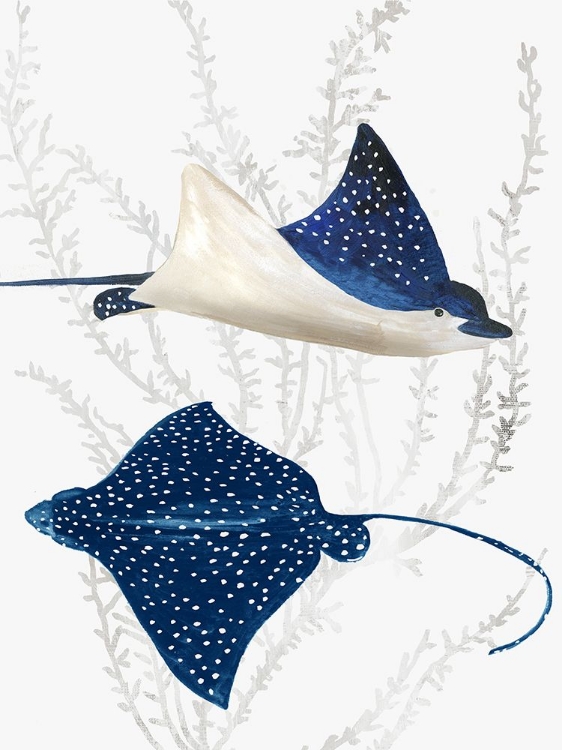 Picture of BLUE STINGRAY II