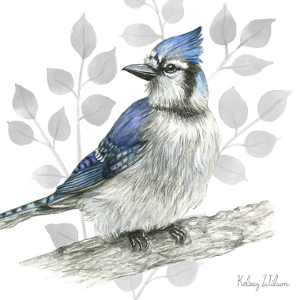 Picture of BACKYARD BIRDS I-BLUE JAY