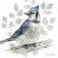 Picture of BACKYARD BIRDS I-BLUE JAY