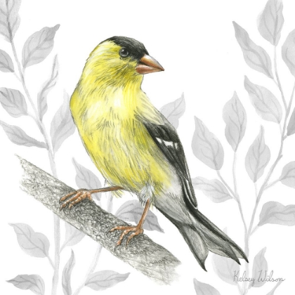 Picture of BACKYARD BIRDS III-GOLDFINCH I