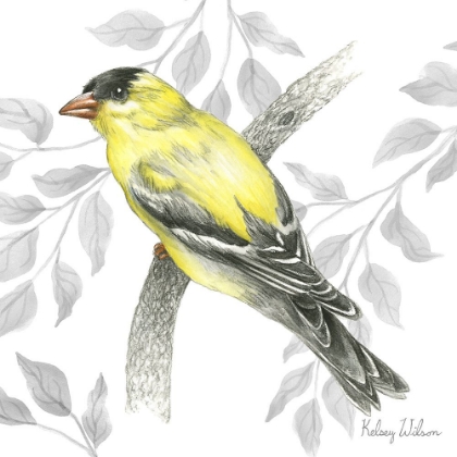 Picture of BACKYARD BIRDS IV-GOLDFINCH II