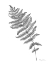 Picture of NEUTRAL FERN I