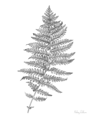 Picture of NEUTRAL FERN II