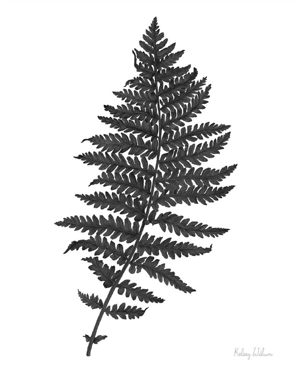 Picture of NEUTRAL FERN BLACK II