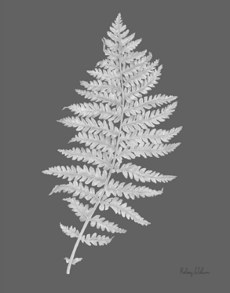 Picture of NEUTRAL FERN ON GREY II