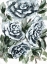 Picture of SHADOWED BLUE ROSES I