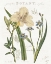 Picture of VINTAGE FLORAL II NEUTRAL