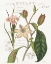 Picture of VINTAGE FLORAL III NEUTRAL