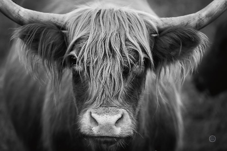 Picture of COW NOSE BW