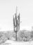 Picture of STANDING ALONE