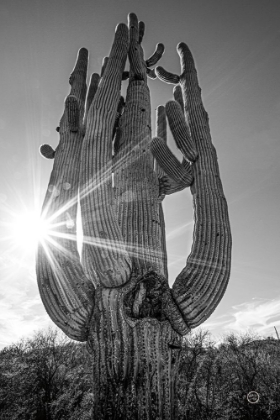 Picture of SUNSET SAGUARO