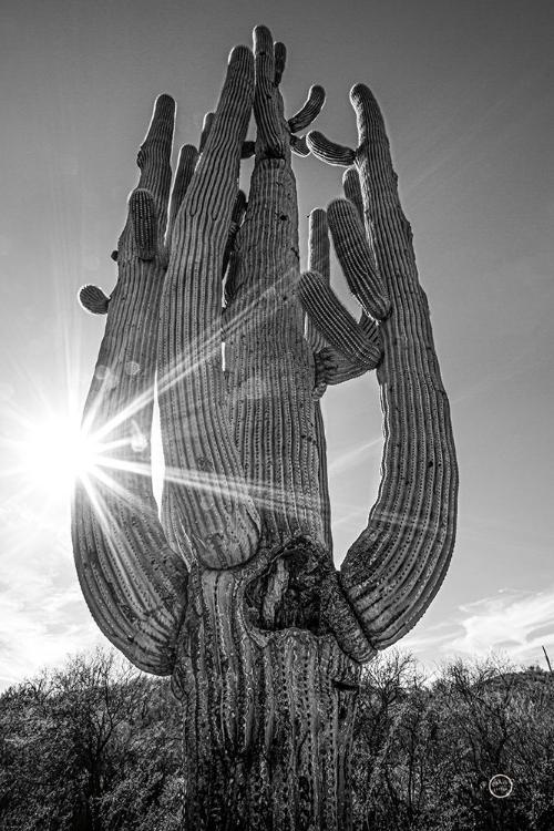 Picture of SUNSET SAGUARO