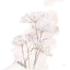 Picture of QUEEN ANNES LACE V