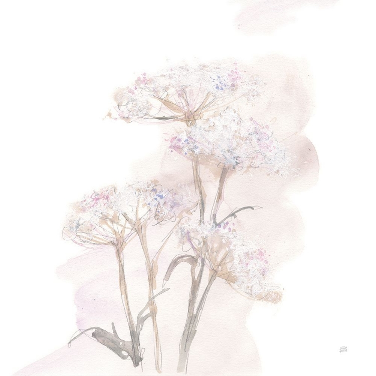 Picture of QUEEN ANNES LACE V