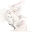 Picture of QUEEN ANNES LACE VI