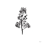 Picture of BOTTICELLI PLANT IV BLACK