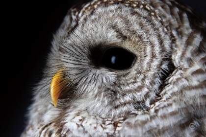 Picture of BARRED OWL PORTRAIT