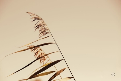 Picture of WINDSWEPT GRASSES