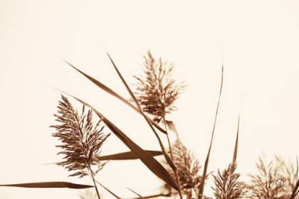 Picture of COUNTRY GRASSES I