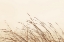 Picture of COUNTRY GRASSES II