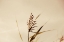 Picture of SUMMER REEDS II