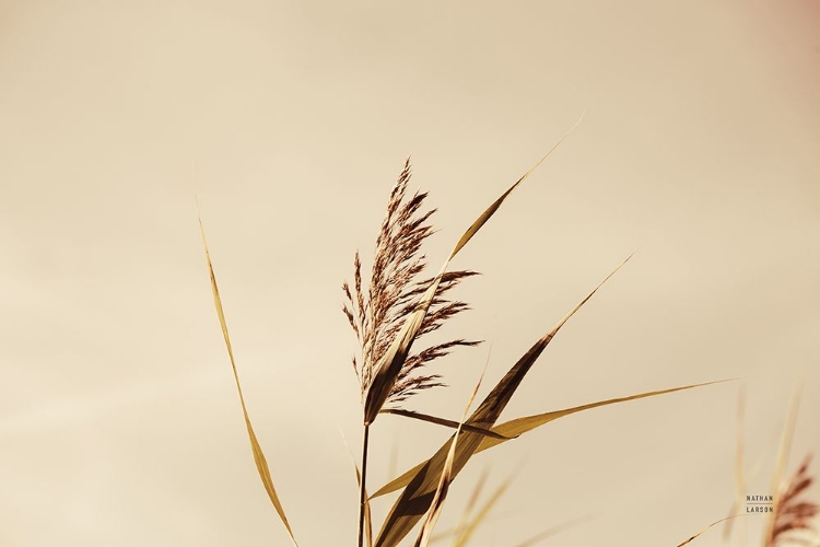 Picture of SUMMER REEDS II