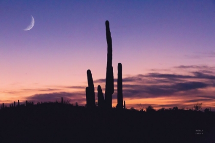 Picture of DESERT MOONS