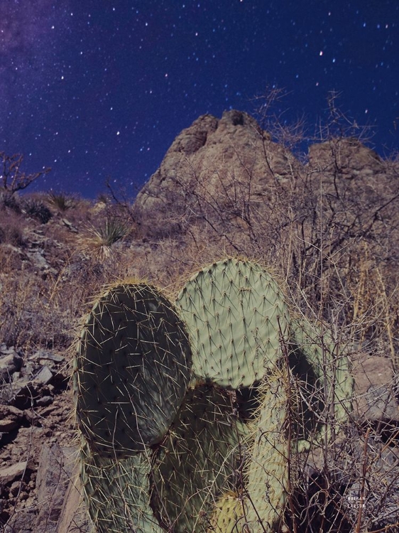 Picture of PRICKLY STARS