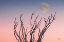 Picture of REACHING UP MOON