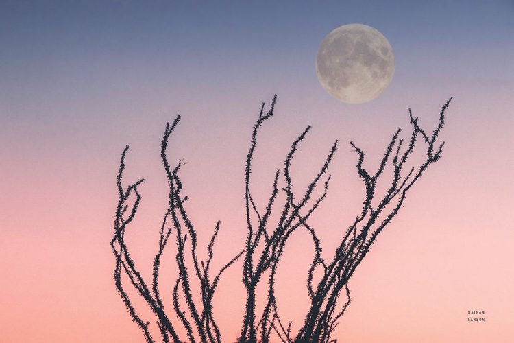 Picture of REACHING UP MOON