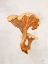 Picture of WOODLAND MUSHROOM IV