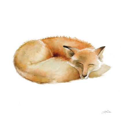 Picture of SLEEPING FOX ON WHITE
