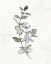 Picture of FRESH FARMHOUSE III