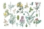 Picture of VICTORIAN GARDEN BRIGHT IV
