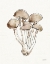 Picture of FRESH FARMHOUSE MUSHROOMS I