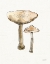 Picture of FRESH FARMHOUSE MUSHROOMS II