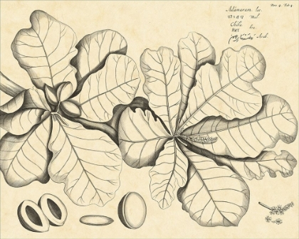 Picture of VINTAGE LEAF STUDY I