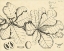 Picture of VINTAGE LEAF STUDY I