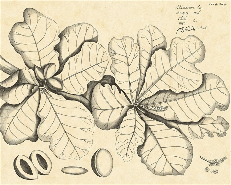 Picture of VINTAGE LEAF STUDY I