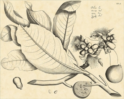Picture of VINTAGE LEAF STUDY II