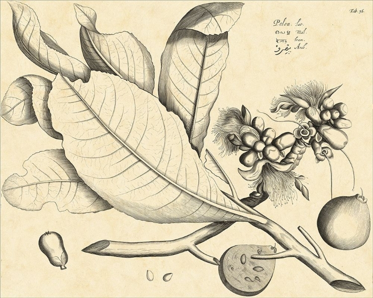 Picture of VINTAGE LEAF STUDY II