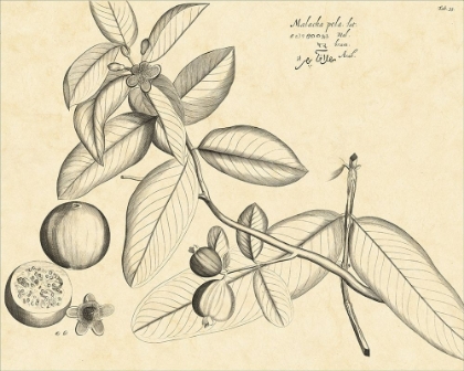 Picture of VINTAGE LEAF STUDY III
