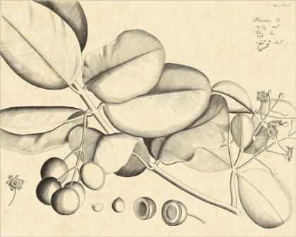 Picture of VINTAGE LEAF STUDY IV