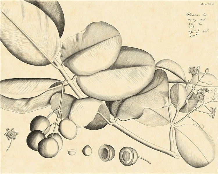 Picture of VINTAGE LEAF STUDY IV