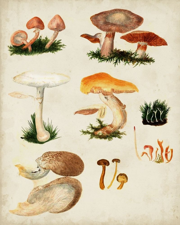 Picture of MUSHROOM SPECIES IV