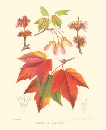 Picture of RED MAPLE