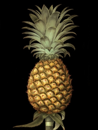 Picture of BROOKSHAW EXOTIC PINEAPPLE I