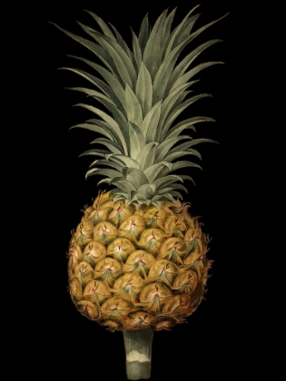 Picture of BROOKSHAW EXOTIC PINEAPPLE II