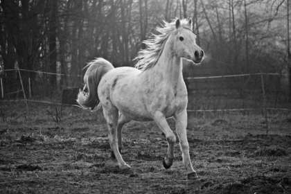 Picture of GALLOPING WHITE