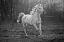 Picture of GALLOPING WHITE
